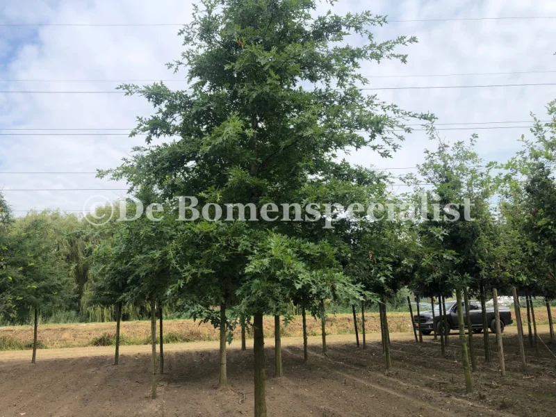 Quercus Palustris (Moeraseik)-1