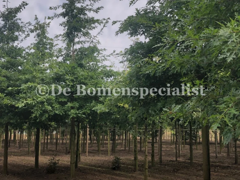 Quercus Palustris (Moeraseik)