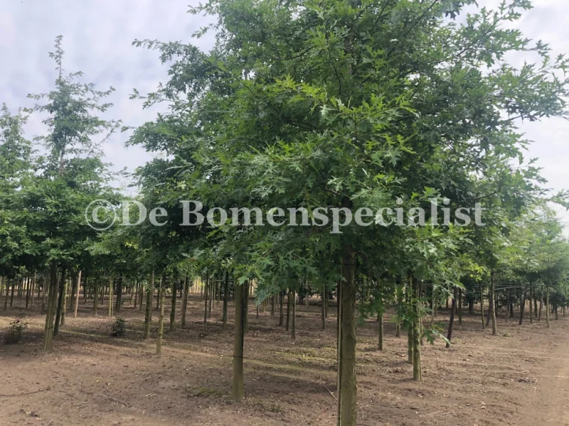 Quercus Palustris (Moeraseik)-3
