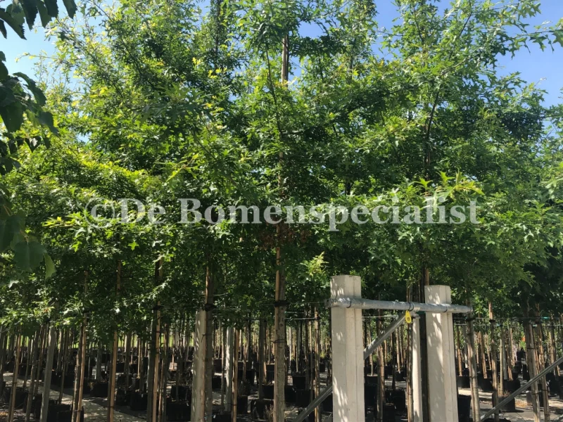 Quercus Palustris (Moeraseik)-5