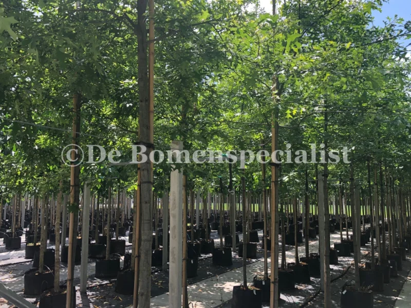 Quercus Palustris (Moeraseik)-6