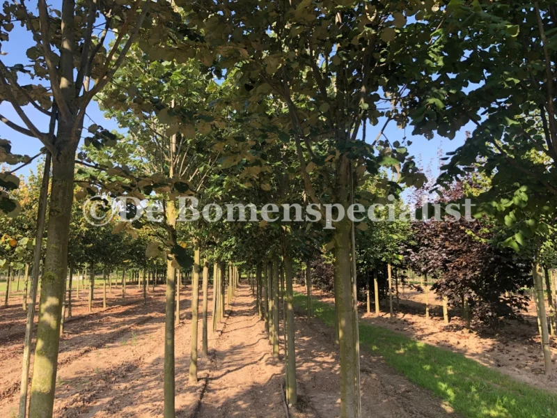 Tilia Tomentosa (Zilverlinde)