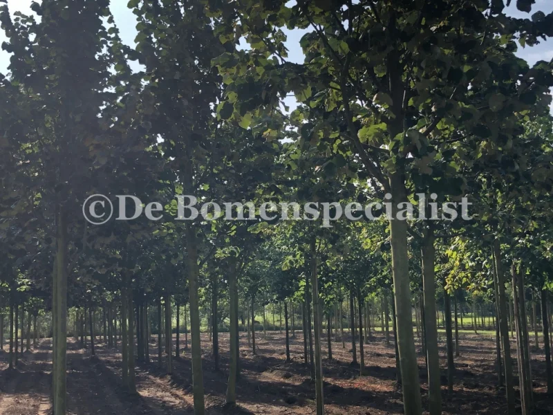 Tilia Tomentosa (Zilverlinde)-3