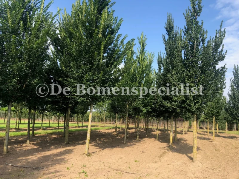 Ulmus Lobel (Iep)-1
