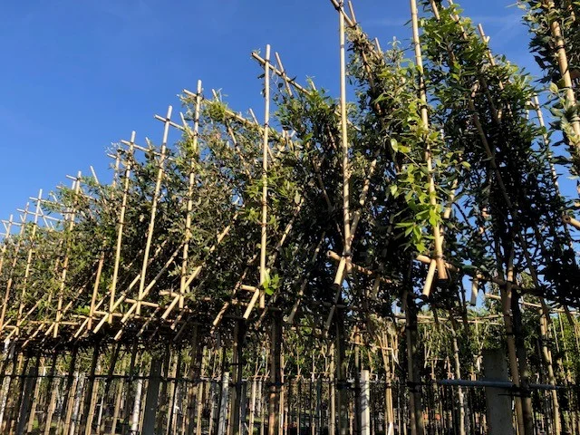Quercus Ilex (Steeneik Leiboom)