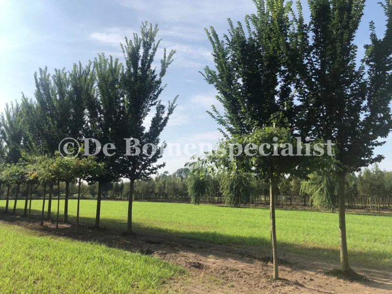 Ulmus Lobel (Iep)-2