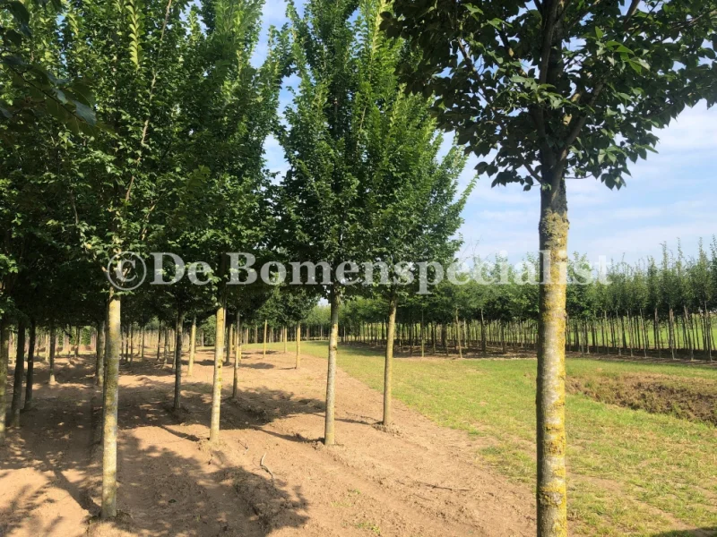 Ulmus Lobel (Iep)-3