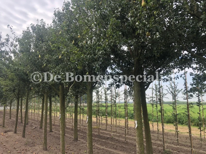 Pyrus c. Triomphe de Vienne (Handpeer)