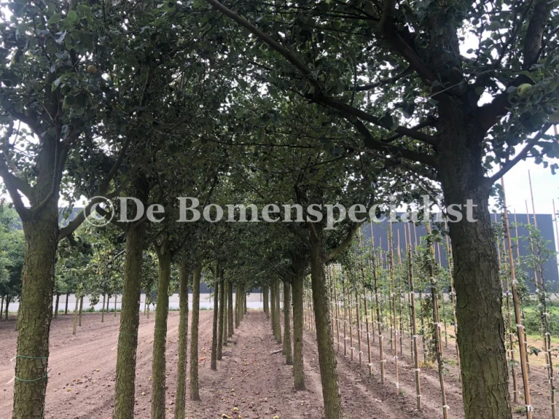 Pyrus c. Triomphe de Vienne (Handpeer)-2
