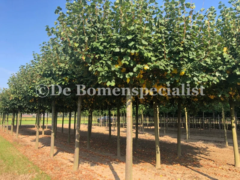 Tilia Europea Pallida Dakvorm (Daklinde)-1