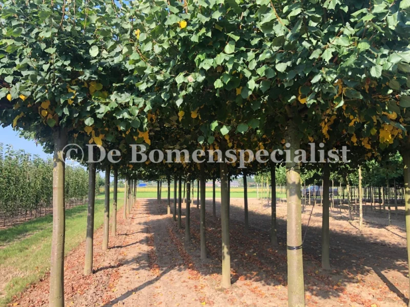 Tilia Europea Pallida Dakvorm (Daklinde)-2