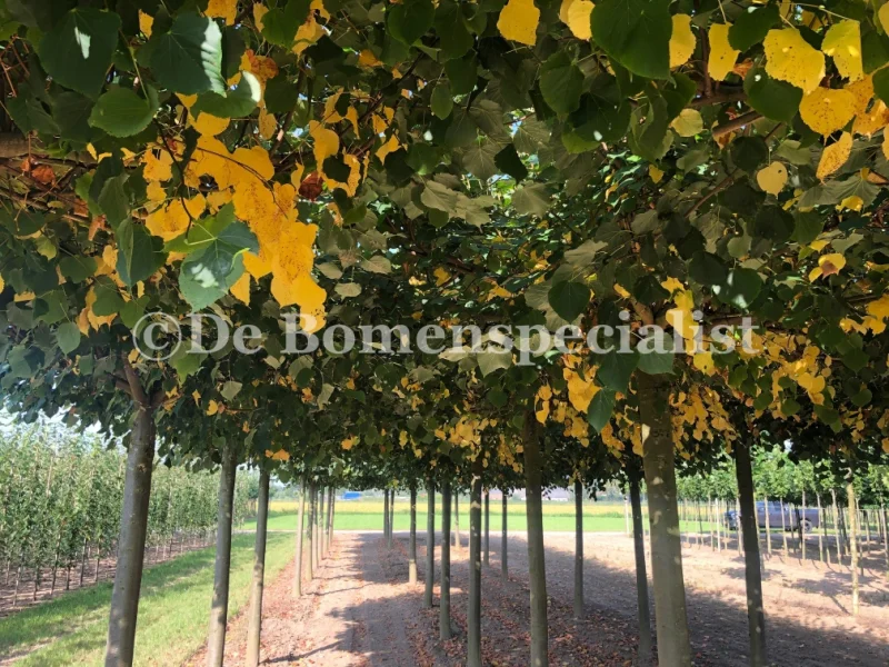 Tilia Europea Pallida Dakvorm (Daklinde)-3