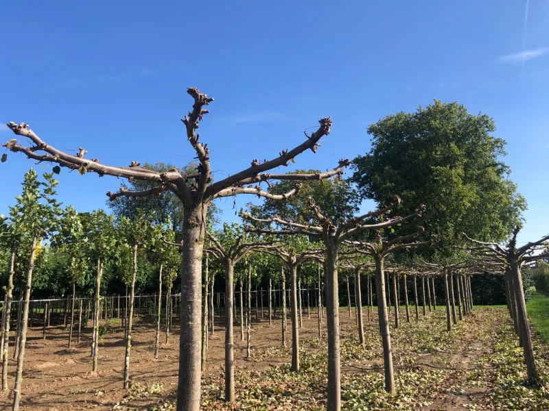 Tilia Europea Pallida Dakvorm (Daklinde)-4