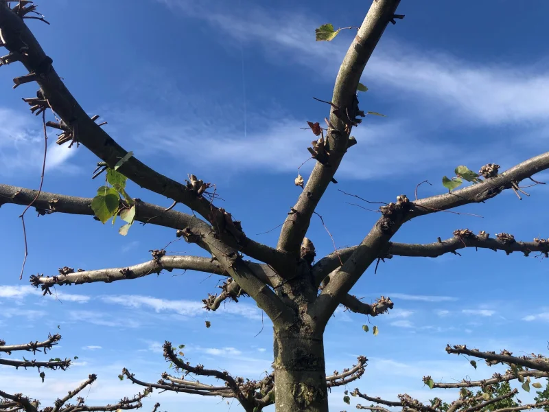 Tilia Europea Pallida Dakvorm (Daklinde)-5