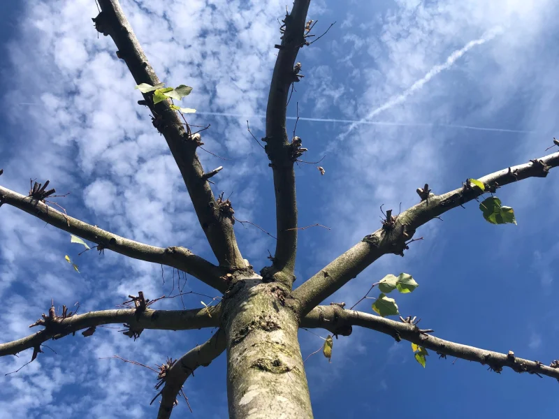 Tilia Europea Pallida Dakvorm (Daklinde)-6