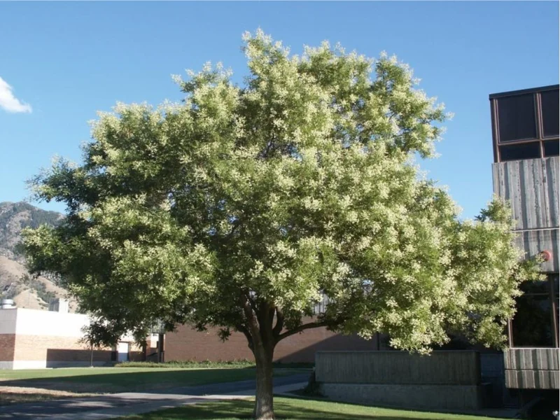 Sophora Japonica Meerstammig (Honingboom)-1