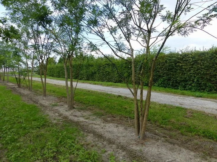 Sophora Japonica Meerstammig (Honingboom)-2