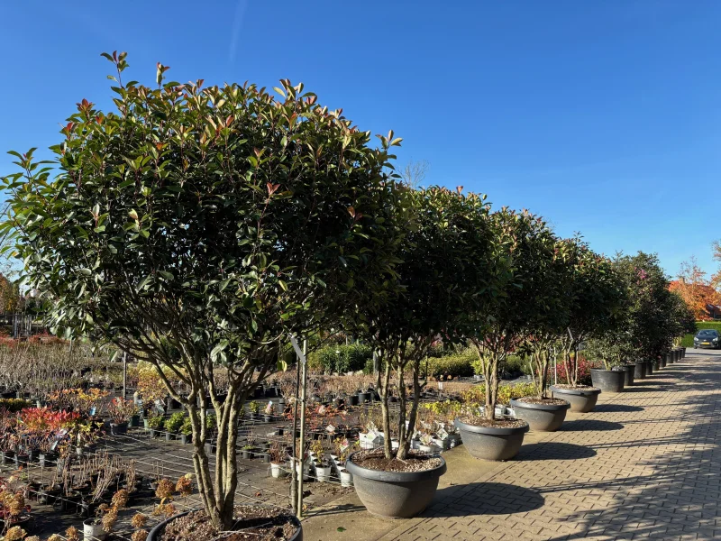 Photinia fraseri Red Robin Meerstammig (Wintergroene Glansmispel)-1