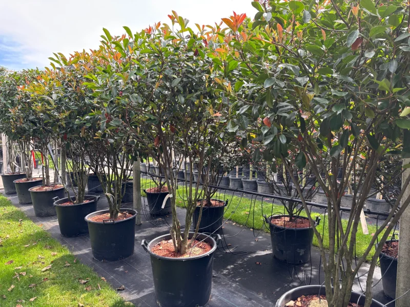 Photinia fraseri Red Robin Meerstammig (Wintergroene Glansmispel)-2
