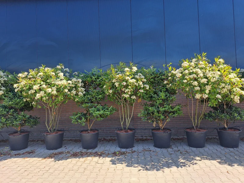 Photinia fraseri Red Robin Meerstammig (Wintergroene Glansmispel)-3