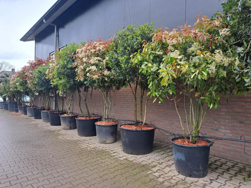 Photinia fraseri Red Robin Meerstammig (Wintergroene Glansmispel)-4