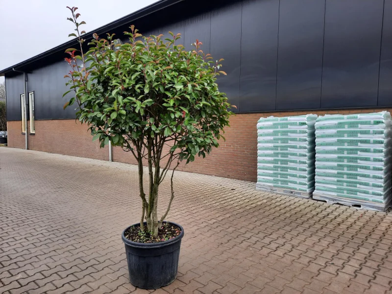 Photinia fraseri Red Robin Meerstammig (Wintergroene Glansmispel)-6
