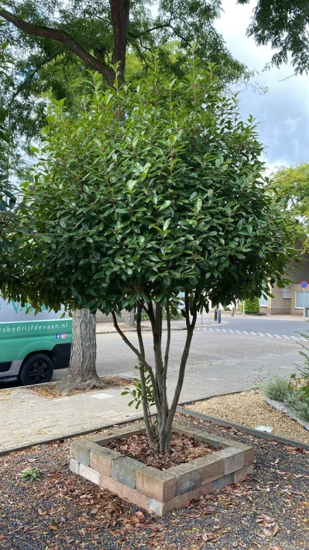 Photinia fraseri Red Robin Meerstammig (Wintergroene Glansmispel)-8