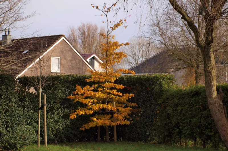 Parrotia persica Bella (Perzisch IJzerhout)-1