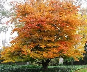 Parrotia persica Vanessa (Perzisch IJzerhout)-1