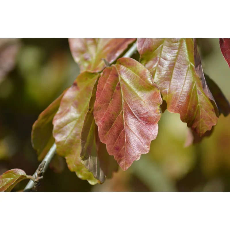 Parrotia persica Vanessa (Perzisch IJzerhout)-3