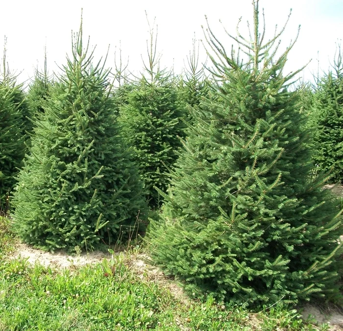 Picea abies (Fijnspar)