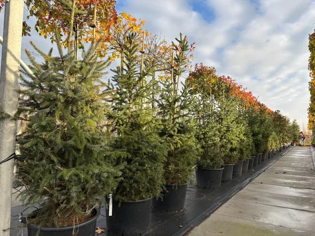 Picea omorika (Spar) Picea omorika (Spar)