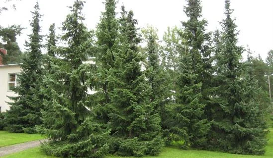 Picea omorika (Spar)-2