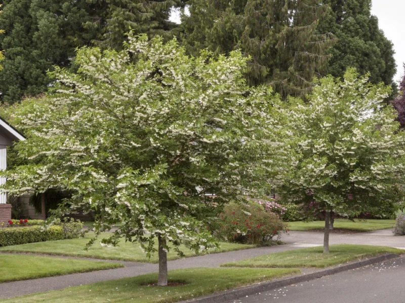 Styrax obassia (Japanse Storxboom)-1