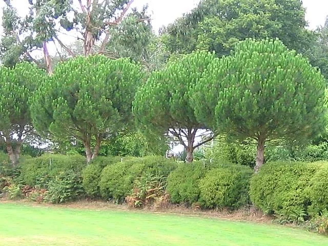 Pinus pinea (Pijnboom)-1