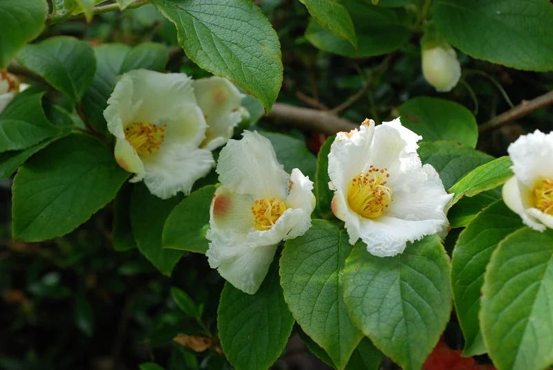 Stewartia Pseudocamellia (Schijncamellia)-1