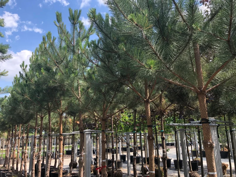 Pinus Sylvestris (Grove Den)-1