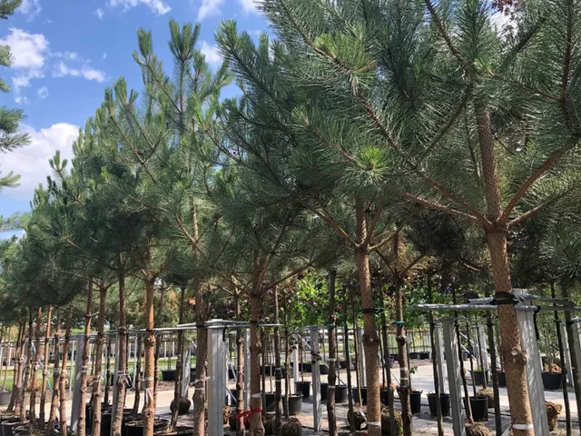 Pinus Sylvestris Hochstamm (Waldkiefer)