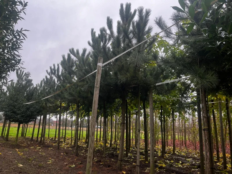 Pinus Sylvestris (Grove Den)-2