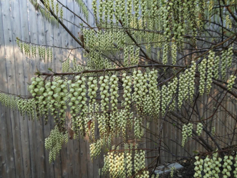 Stachyurus praecox (Staartaar)-1