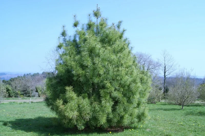 Pinus wallichiana (Pijnboom)-1