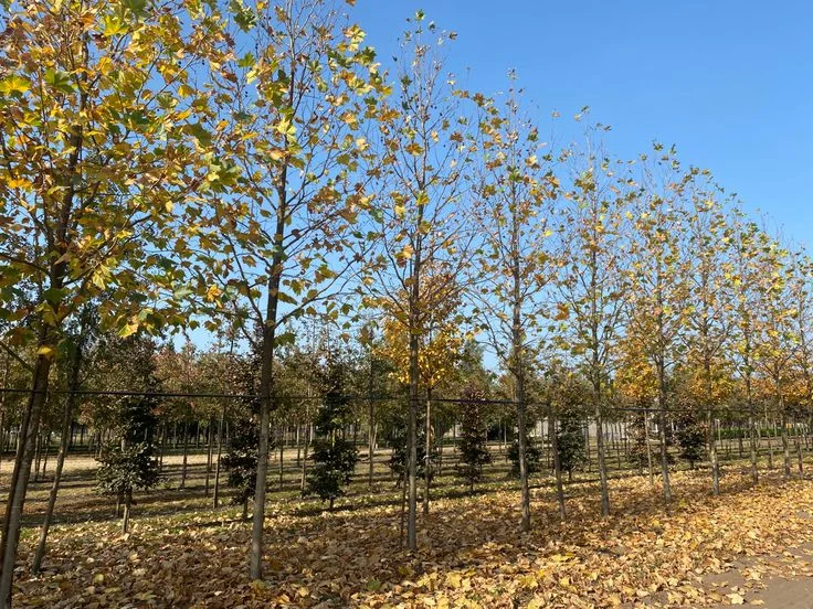 Platanus hispanica Huissen (Plataan)-1