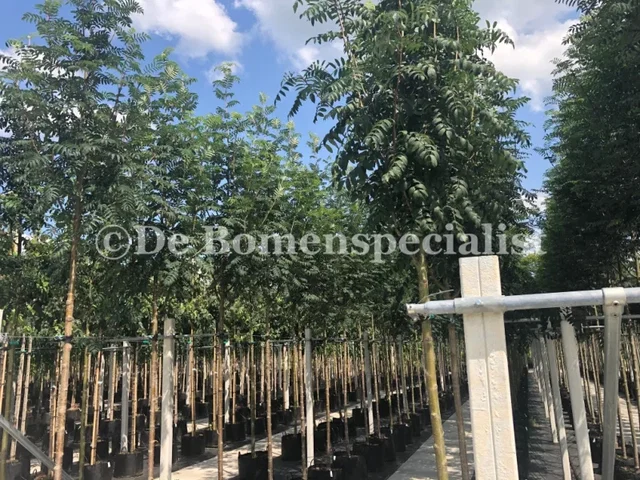 Sorbus Torminalis (Elsbeere) Sorbus Torminalis (Elsbeere)