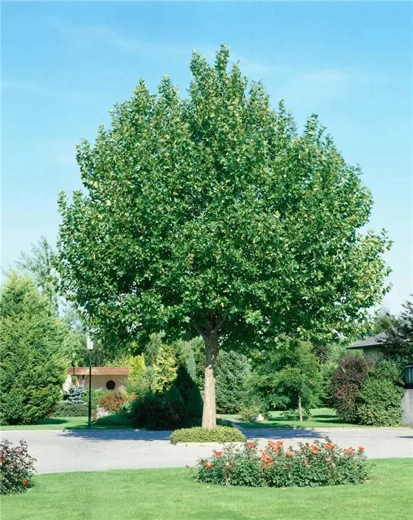 Platanus hispanica Tremonia (Plataan)-1