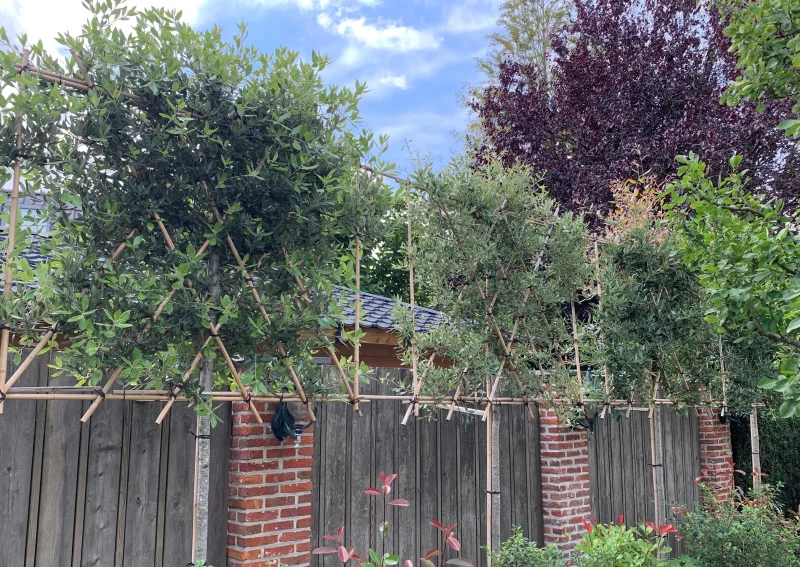 Quercus Ilex (Steeneik Leiboom)-5