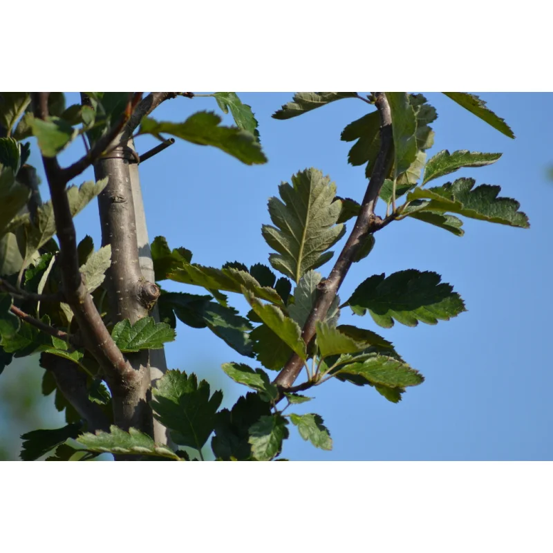 Sorbus Intermedia Brouwers (Lijsterbes)-2