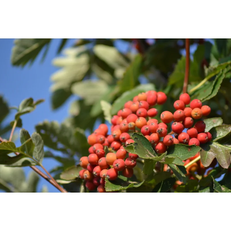 Sorbus Intermedia Brouwers (Lijsterbes)-3