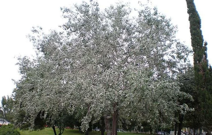 Populus alba Nivea (Witte Populier)-1