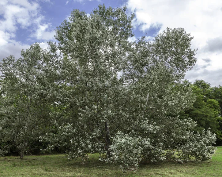 Populus alba Raket (Witte Populier)-1