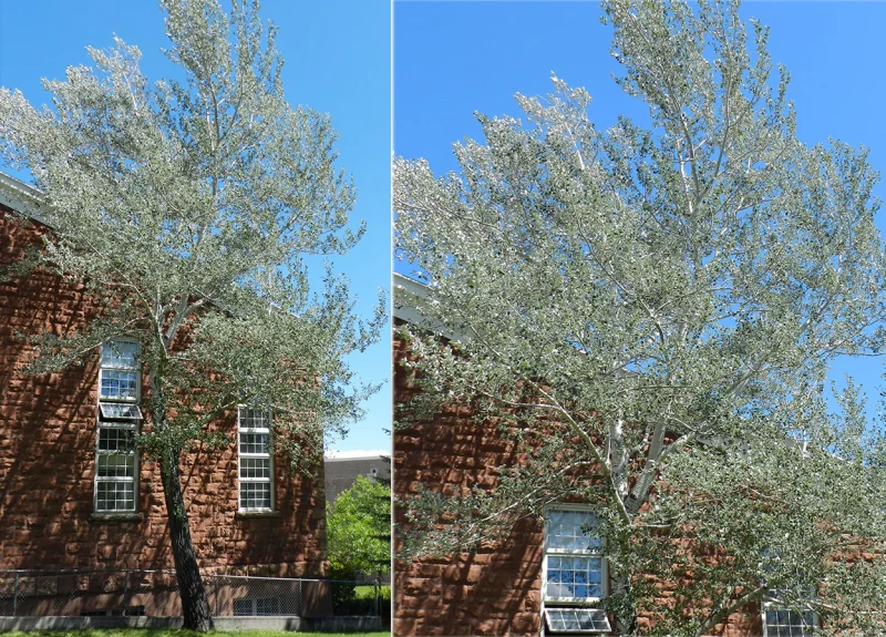 Populus alba (Witte Populier)-1